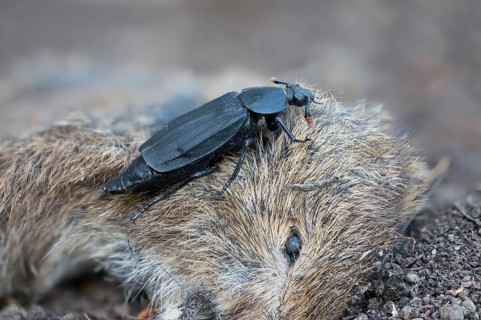 Carrion beetle, bshore sexton beetle, necrodes littoralis, silphidae, carrion beetle, gravedigger,