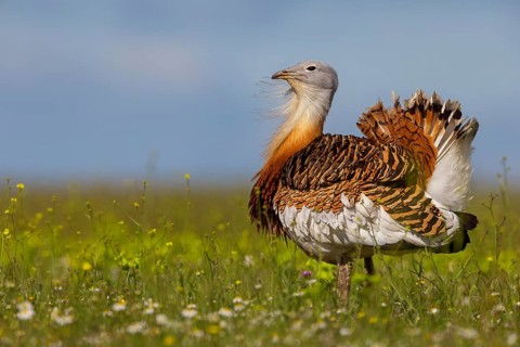 Great bustard (Otis tarda), Outarde barbue, Avutarda Común, Spain, Toledo, Hides De Calera / Great