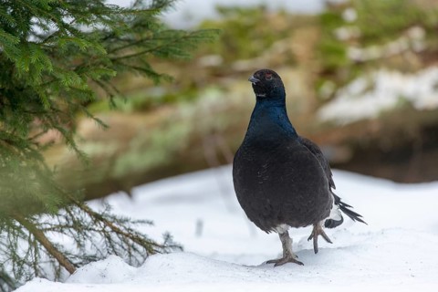 Black grouse, blackcock, Eurasian black grouse, pheasant species, Lyrurus tetrix, northern black
