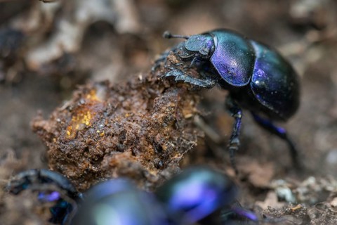 Anoplotrupes stercorosus, Brandenburg, Germany, geotrupidae, dung beetle, Nabu, Nabu project,