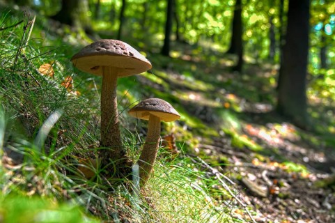 Greyhedel, hornbeam rouge, hornbeam rouge bolete, hornbeam bolete, leccinellum pseudoscabrum,