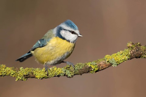 Eurasian Blue Tit (Cyanistes caeruleus) perched on a branch, Lower Saxony, Germany