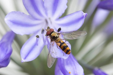 Common hoverfly (Eupeodes corollae) adult insect feeding on a garden Agapanthus flower in summer,