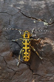 Ladder-marked Longhorn Beetle, Ladderbuck, Saperda Scalaris, Beetle, Longhorn Beetle, Coleoptera,