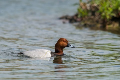 Aythya Ferina, Pochard, Table Duck, Anatidae, Birds, Ducks, Ducks, Duckbirds, Male, Birds,