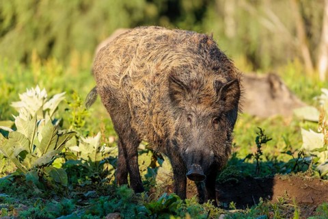 A female wild boar (Sus scrofa) stands with her piglets in a green clearing on asunny day. Bavaria,