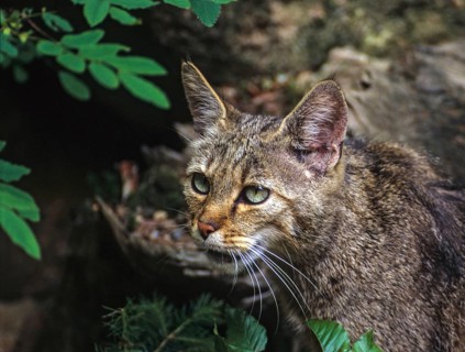 Carnivora, felis silvestris, predators, wildcat, mammals, raptors, mammals