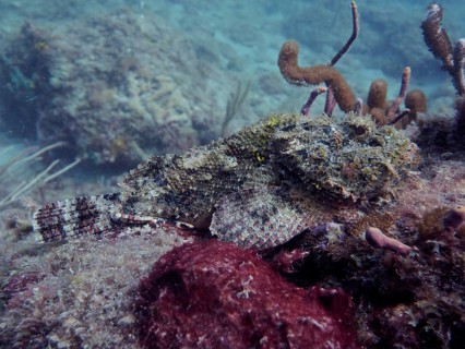 A banded scorpionfish (Scorpaena plumieri), perfectly camouflaged, rests amongst the rocks and