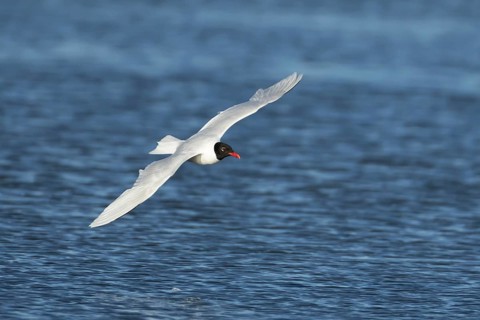 Mediterranean gull (Ichthyaetus melanocephalus) adult bird in summer plumage flying, England,