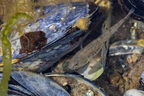 A beach goby (Pomatoschistus microps) between mussel shells (Mytilus edulis), mussel bank, edible,