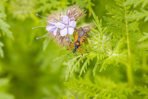 Red assassin bug (Rhynocoris iracundus) on the inflorescence of tansy phacelia (Phacelia