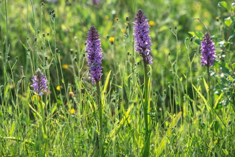 Moorland spotted orchid (Dactylorhiza maculata), Emsland, Lower Saxony, Germany
