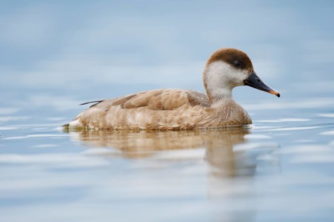 Red-crested Pochard (Netta rufina), female swimming, Lake Constance, Baden-Württemberg, Germany