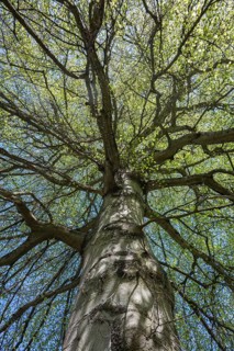 A copper beech (Fagus sylvatica) with fresh, sprouting leaves, Baden-Württemberg, Germany