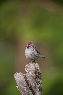 Common redpoll (Acanthis flammea) adult bird perched on a tree stump, Finland