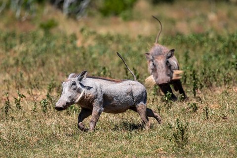 Males chasing each other, warthogs (Phacochoerus africanus) running with their tails up, Addo