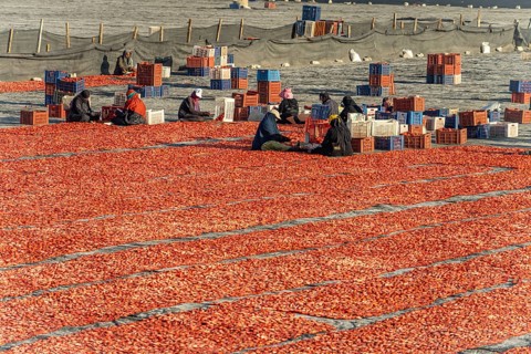 Women working in a field with sun-dried tomatoes near Luxor, Egypt