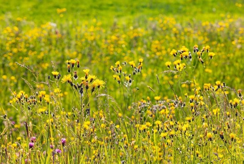 Spring meadow with yellow flowers, Pippau meadows, Crepis biennis, Salzkammergut, Austria