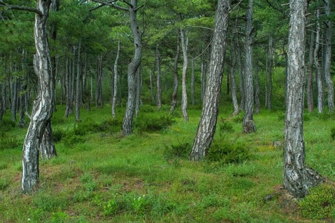 Dadia, Greece, Rhodope Mountains, Countries, Greece, Landscape, Countries, Coniferous Forest,