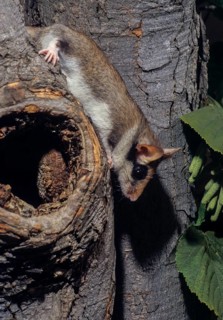 Eliomys Quercinus, garden sleepers, rodents, rodentia, bilche, dormice, dormouse, high size,