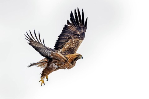 European golden eagle (Aquila chrysaetos chrysaetos) adult in flight against white background in