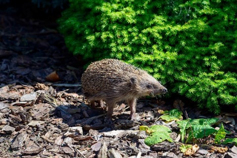 Hedgehog walks across an area surrounded by shrubs in sunlight, Ilsede, Lower Saxony, Germany