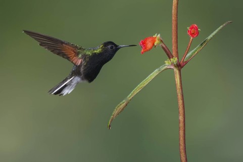 Black-bellied Hummingbird (Eupherusa nigriventris), Costa Rica
