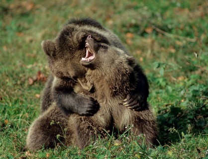 Brown bear, carnivora, predators, ursus arctos, bear, ffh, adolescent, juvenile, mammals, raptors,