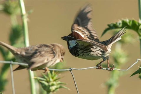 Passer hispaniolensis, Spanish sparrow, willow sparrow, courtship, birds, extremadura, female,