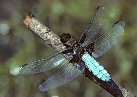 Broad-Bodied Chaser, Libellula Depressa, Flatbelly, Anisoptera, Damselflies, Dragonflies, Insects,
