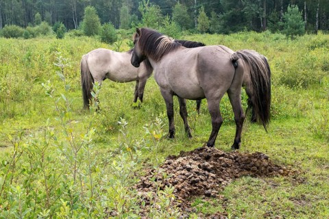 Equus Caballus sspec., horse, konic, odd-toed ungulates, perissodactyla, horse toilet, grazing,