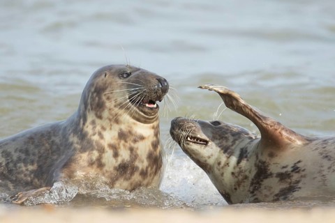 Atlantic grey seal (Halichoerus grypus) two adult animals playing in the water of the sea, England,