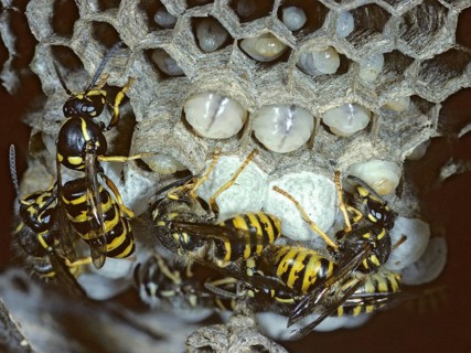 Dolichovespula saxonica, hymenoptera, Saxon wasp, Saxon wasp, vespidae, wrinkled wasps, insects,