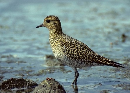 Black-bellied plover, grey plover, lappialis squatarola, birds, charadriiformes, adolescent dress,