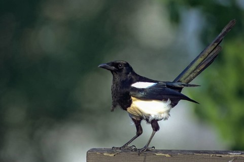 Magpie, pica pica, birds, corvidae family of birds, garden, leo, passeri, corvids, songbirds, birds