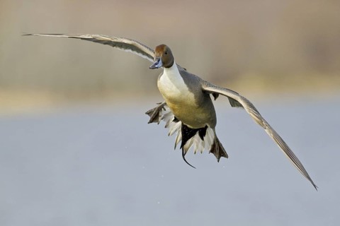 Northern Pintail (Anas acuta) male flying, British Columbia, Canada