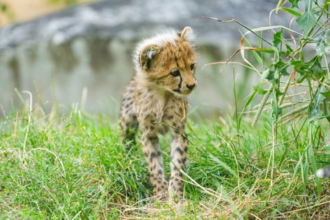 Cheetah (Acinonyx jubatus) youngster walking on a meadow, captive, occurrence Africa