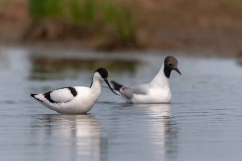 Avocet, black-headed gull, chroicocephalus ridibundus, black-headed gull, larus ridibundus,