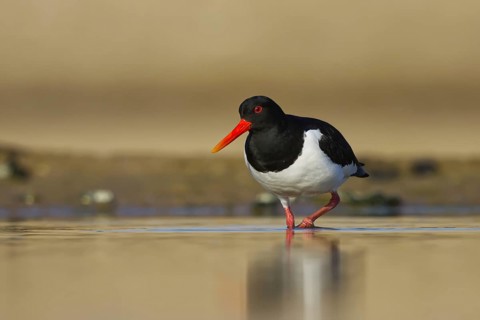 Eurasian Oystercatcher (Haematopus ostralegus) foraging, North Rhine-Westphalia, Germany