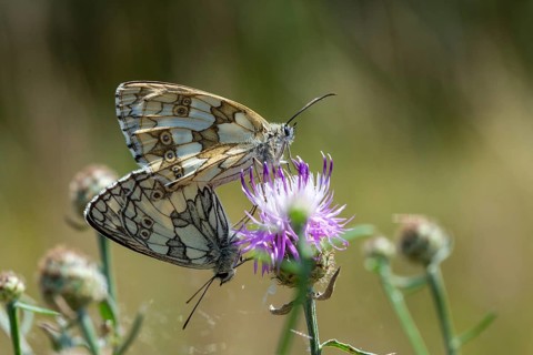 Board game, women's board, marbled white, melanargia galathea, checkerboard, butterfly, insects,