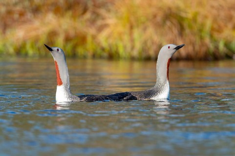 Red-throated diver (Gavia stellata) in breeding plumage on a lake in Sweden, Knuthöjdsmossen,