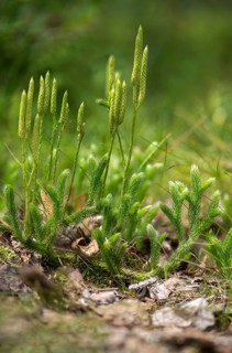 Bear lobes, vascular plants, clubbear lobe, Lycopodiaceae, Lycopodium clavatum, tracheophyta, wolf