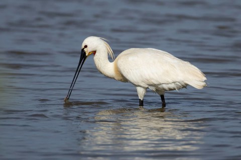Eurasian spoonbill (Platalea leucorodia) adult bird feeding in a shallow lagoon, RSPB Minsmere