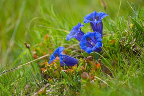Gentian (Gentiana) San Candido, Bolzano, Italy
