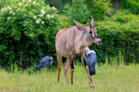 A female roan antelope (Hippotragus equinus) and some marabou storks (Leptoptilos crumenifer) stand