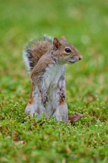 Grey Squirrel (Sciurus carolinensis), on meadow, springtime, Florida, USA