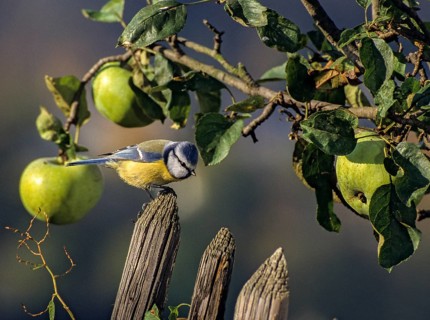 Blue tit, parus caeruleus, birds, garden, garden fence, garden fence, leo, tit, passeri, songbirds,
