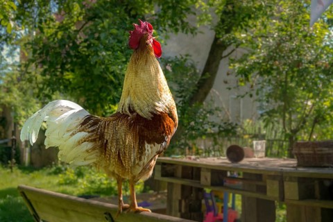 Gallus gallus domesticus, domestic chicken, crows, birds, chickens, domesticated animals,