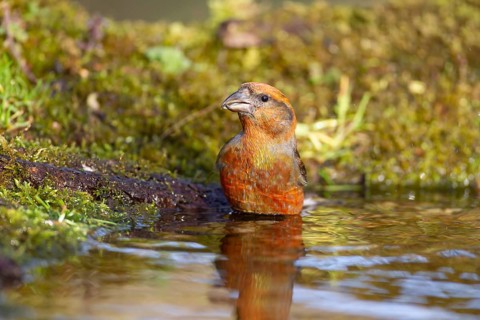 Common crossbill (Loxia curvirostra) adult male bird in water at a woodland pool, England, United