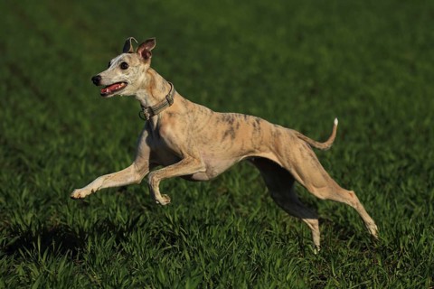 Whippet racing, Whippet running, A whippet shows off its agility as it races through the grass,